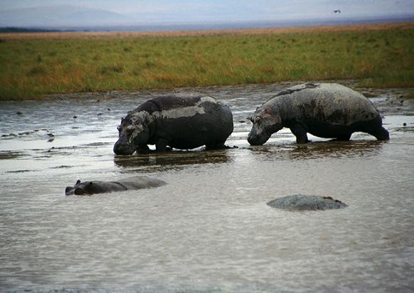 wyprawa-do-sniegow-kilimandzaro-mariana-bochynka-foto-55131
