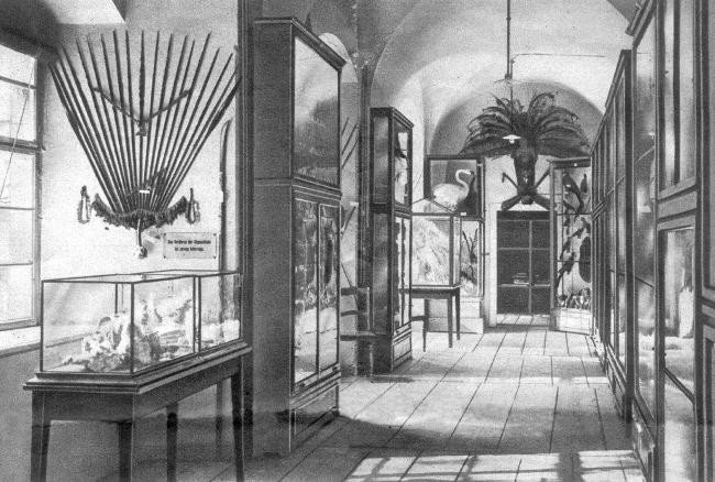muzeum-przyrodnicze-jak-feniks-z-popioow-foto-55171