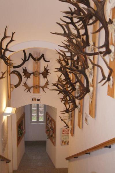 muzeum-przyrodnicze-jak-feniks-z-popioow-foto-55171