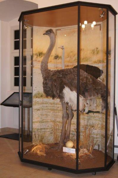 muzeum-przyrodnicze-jak-feniks-z-popioow-foto-55171