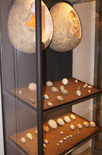 muzeum-przyrodnicze-jak-feniks-z-popioow-foto-55171