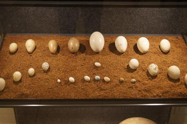 muzeum-przyrodnicze-jak-feniks-z-popioow-foto-55171
