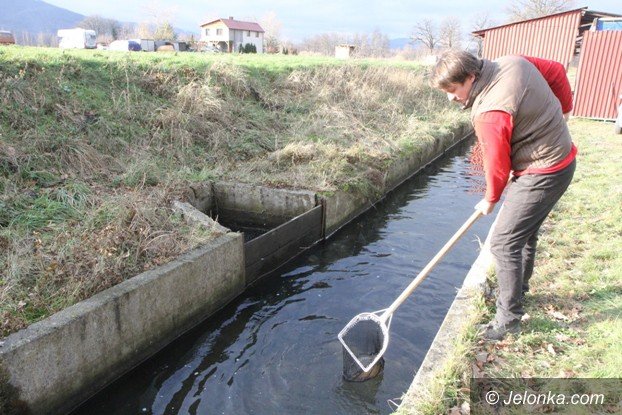 ponad-60-tys-karpi-z-podgorzyna-na-swiateczne-stoy-foto-55210