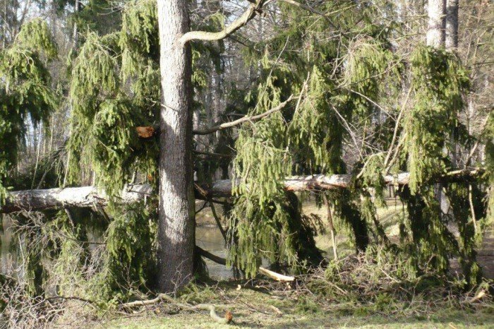wichura-narobia-wiele-szkod-w-regionie-foto-video-aktualizacja-55683
