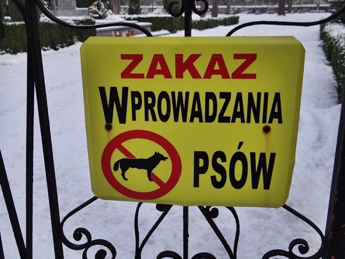 kto-zajmie-sie-psem-bakajacym-sie-po-cmentarzu-foto-55684