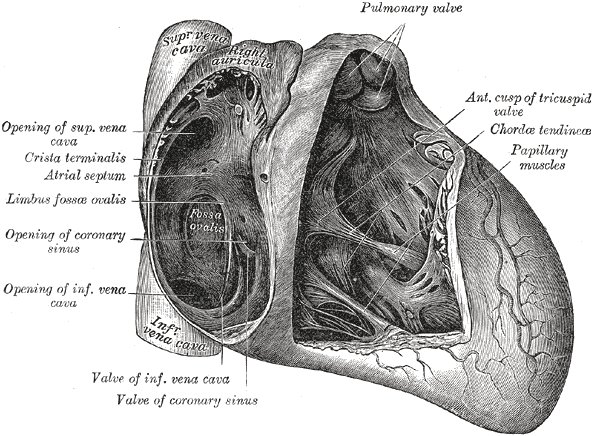 adam-thebesius-jeleniogorzanin-ktory-odkry-zatoke-wiencowa-foto-55819