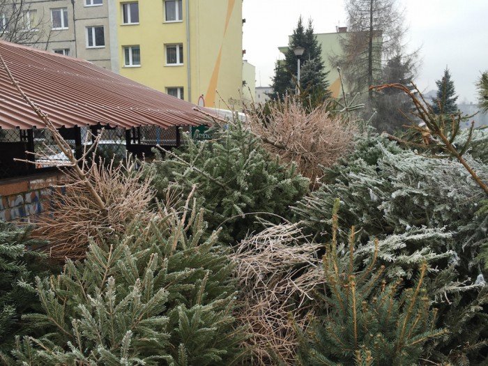ze-swiatecznych-choinek-wiory-foto-55841
