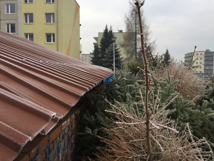 ze-swiatecznych-choinek-wiory-foto-55841