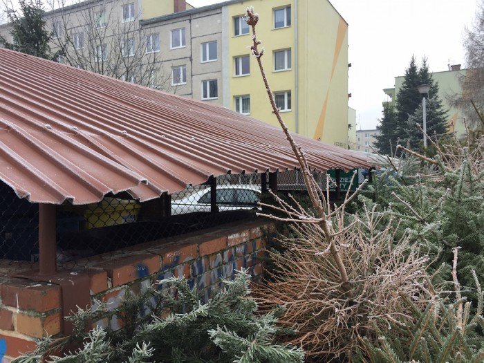 ze-swiatecznych-choinek-wiory-foto-55841