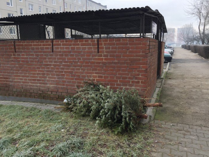 ze-swiatecznych-choinek-wiory-foto-55841