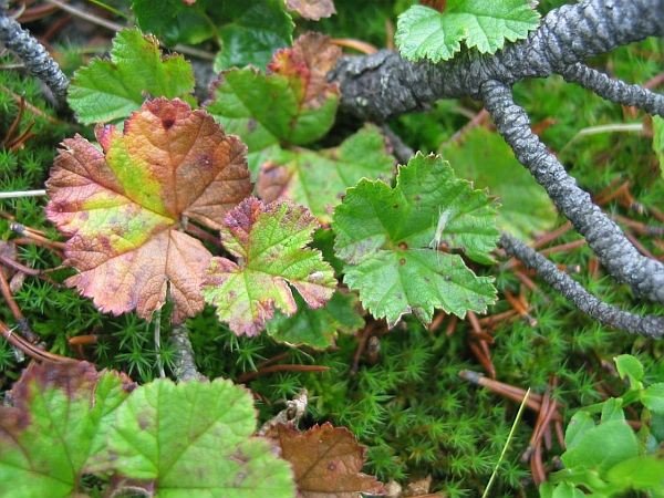 dzieki-badaniom-uratowane-zostana-zagrozone-rosliny-foto-55954