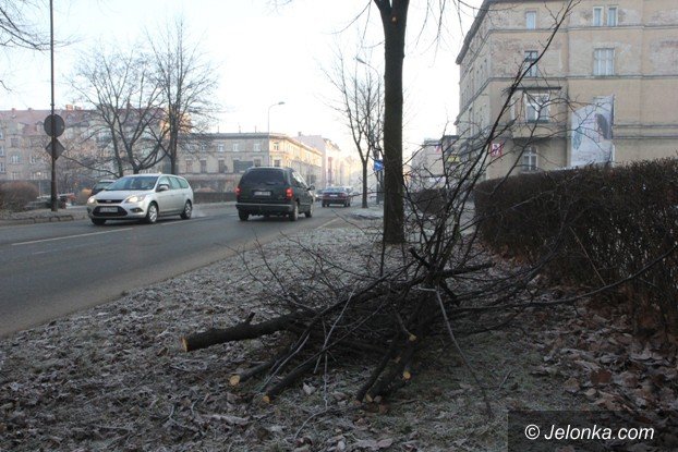 ksztatowanie-drzew-przy-wojska-polskiego-foto-56306
