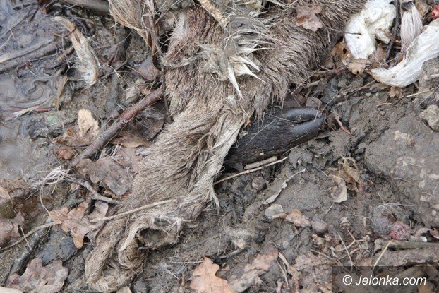 szczatki-zwierzat-w-podgorzynie-drastyczne-zdjecia-foto-56544