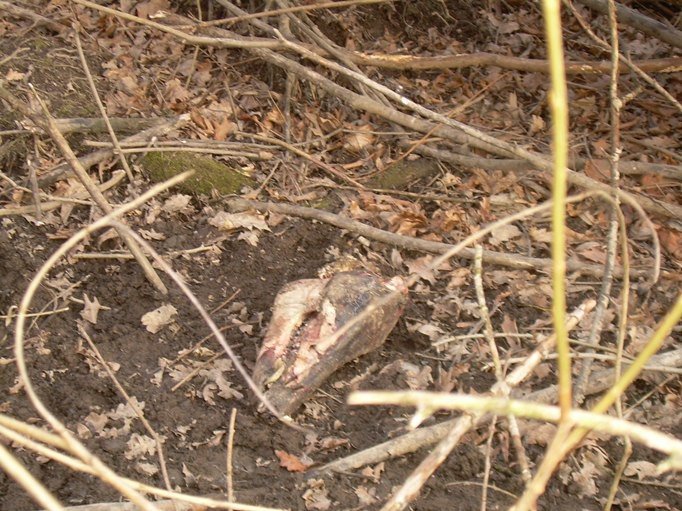 szczatki-zwierzat-w-podgorzynie-drastyczne-zdjecia-foto-56544