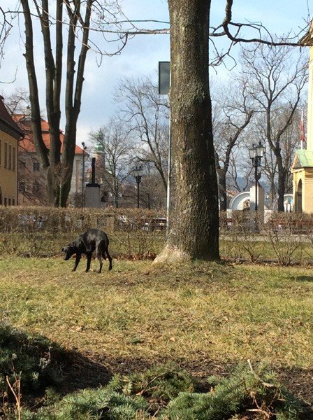 kto-pomoze-bakajacemu-sie-zwierzakowi-foto-56552