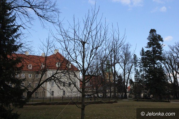 tulipanowiec-wiesiek-rosnie-w-parku-zdrojowym-foto-56670