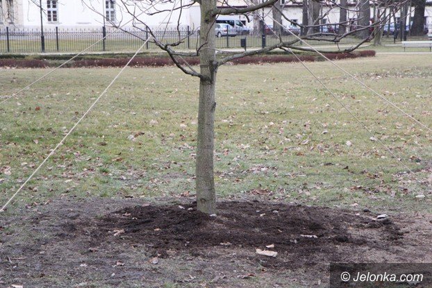 tulipanowiec-wiesiek-rosnie-w-parku-zdrojowym-foto-56670