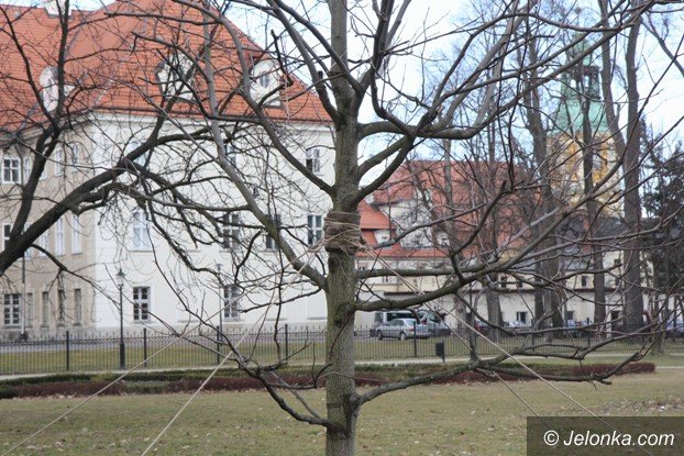 tulipanowiec-wiesiek-rosnie-w-parku-zdrojowym-foto-56670