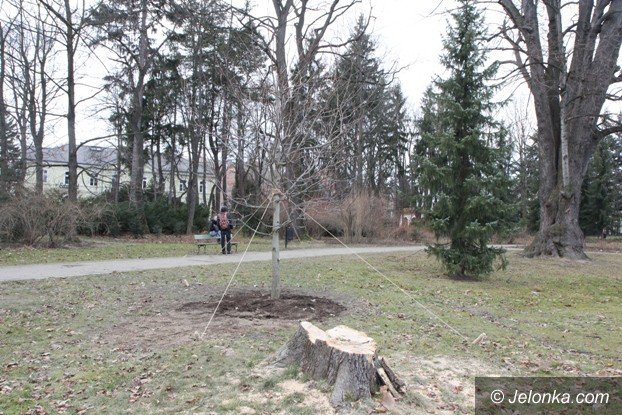 tulipanowiec-wiesiek-rosnie-w-parku-zdrojowym-foto-56670