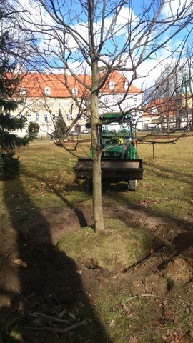 tulipanowiec-wiesiek-rosnie-w-parku-zdrojowym-foto-56670