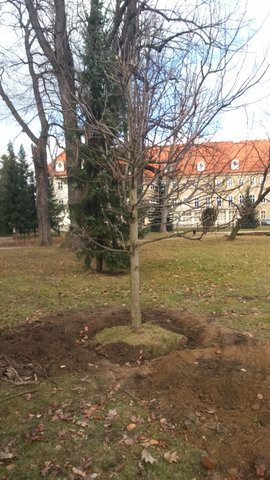 tulipanowiec-wiesiek-rosnie-w-parku-zdrojowym-foto-56670