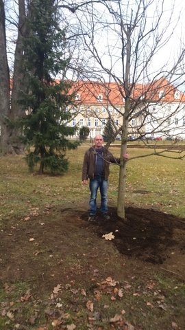 tulipanowiec-wiesiek-rosnie-w-parku-zdrojowym-foto-56670