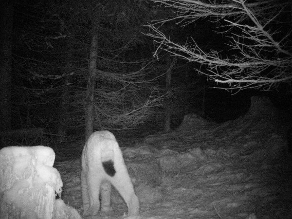 w-gorach-izerskich-sfilmowano-rysiefoto-video-56911