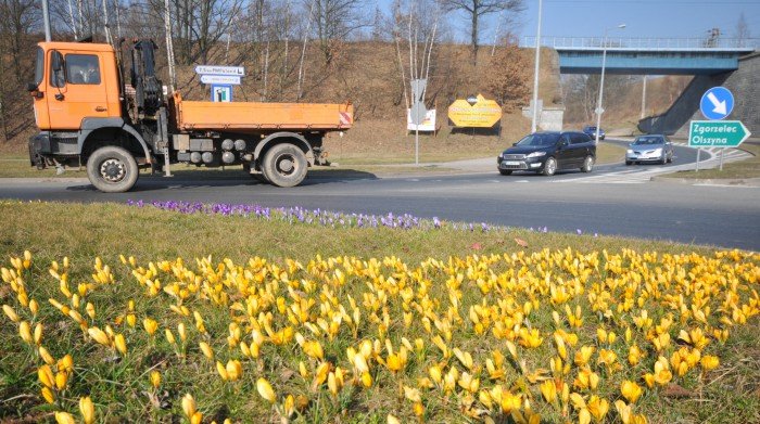 w-jeleniej-gorze-zakwito-ponad-80-tys-krokusow-foto-56957
