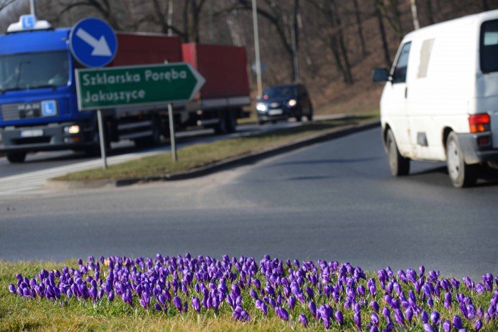 w-jeleniej-gorze-zakwito-ponad-80-tys-krokusow-foto-56957