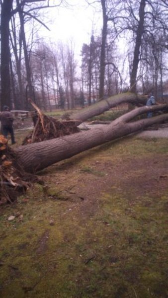 wiatr-powali-kolejne-drzewa-w-zdrojowym-park-jest-zamkniety-fotoaktualizacja-57146