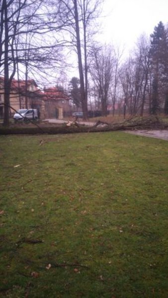 wiatr-powali-kolejne-drzewa-w-zdrojowym-park-jest-zamkniety-fotoaktualizacja-57146