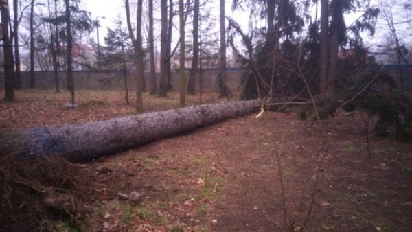 wiatr-powali-kolejne-drzewa-w-zdrojowym-park-jest-zamkniety-fotoaktualizacja-57146
