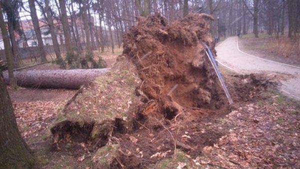 wiatr-powali-kolejne-drzewa-w-zdrojowym-park-jest-zamkniety-fotoaktualizacja-57146