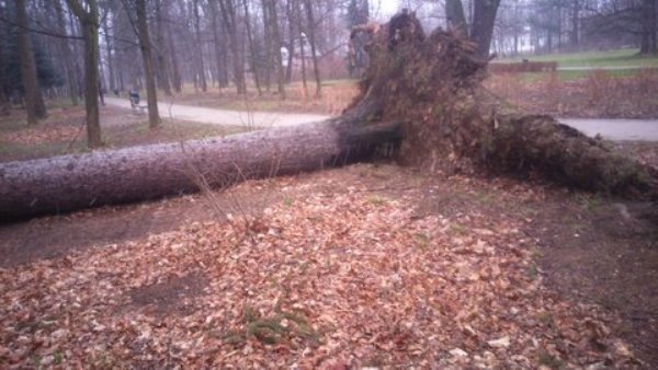 wiatr-powali-kolejne-drzewa-w-zdrojowym-park-jest-zamkniety-fotoaktualizacja-57146