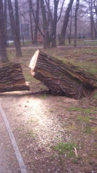 wiatr-powali-kolejne-drzewa-w-zdrojowym-park-jest-zamkniety-fotoaktualizacja-57146