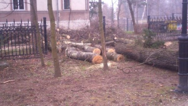 wiatr-powali-kolejne-drzewa-w-zdrojowym-park-jest-zamkniety-fotoaktualizacja-57146