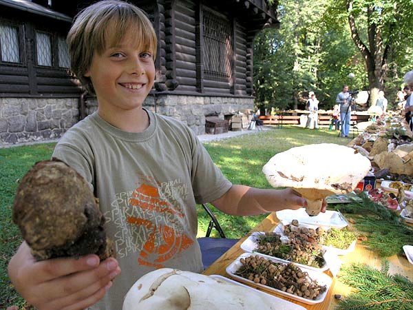 Grzybowe okazy z Karkonoszy można podziwiać na rokrocznej wystawie w Muzeum Przyrodniczym.