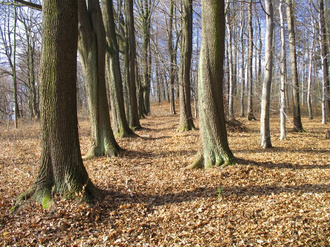 Pierwsza ścieżka w kierunku świątyni Apollina