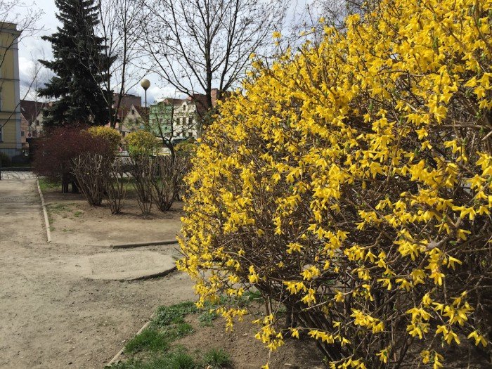 przybywa-kwiatow-w-jeleniej-gorze-foto-57383