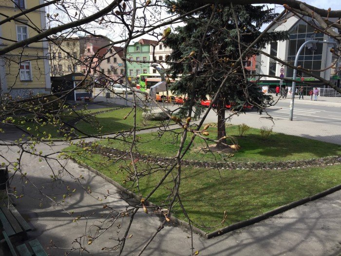 przybywa-kwiatow-w-jeleniej-gorze-foto-57383
