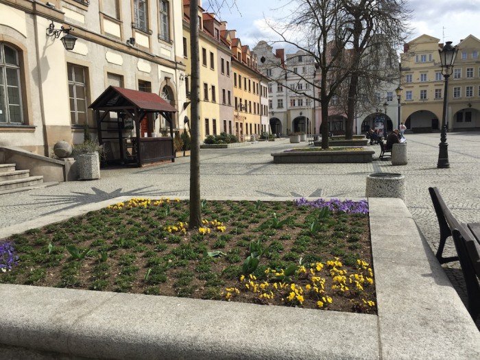 przybywa-kwiatow-w-jeleniej-gorze-foto-57383
