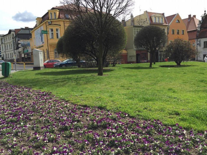 przybywa-kwiatow-w-jeleniej-gorze-foto-57383