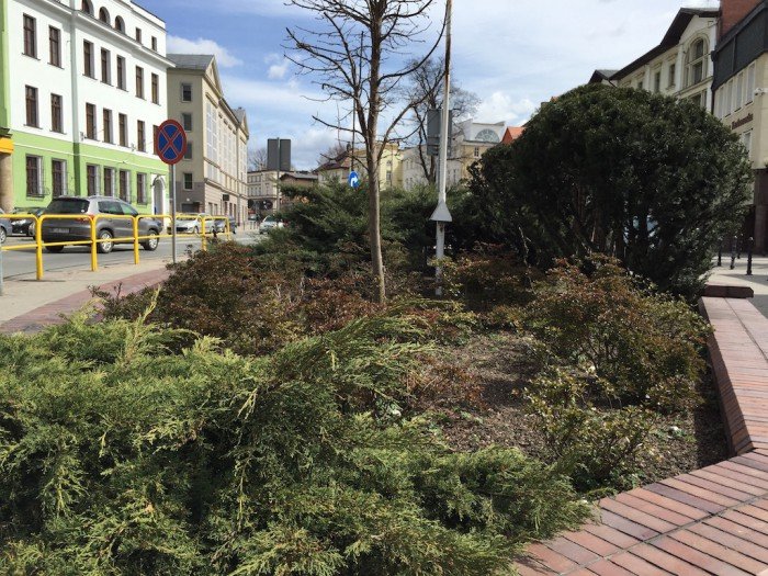 przybywa-kwiatow-w-jeleniej-gorze-foto-57383