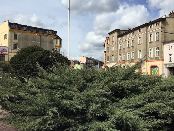 przybywa-kwiatow-w-jeleniej-gorze-foto-57383