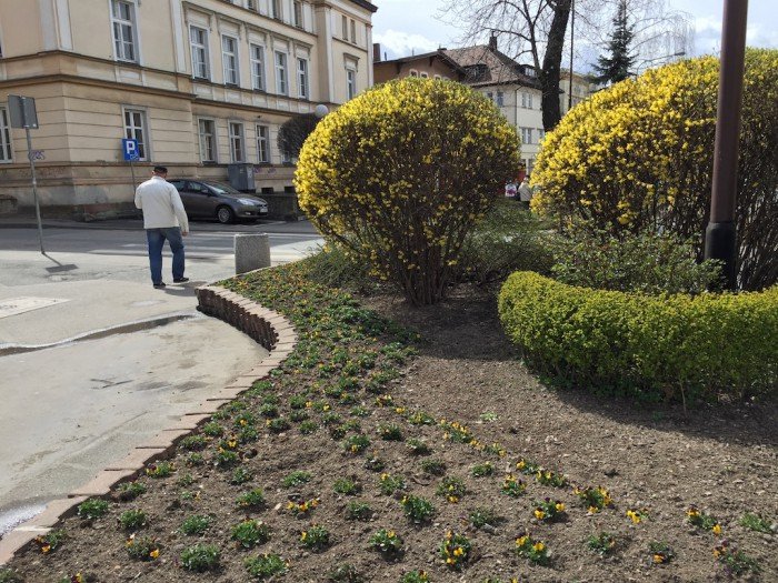 przybywa-kwiatow-w-jeleniej-gorze-foto-57383