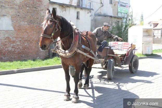 kon-najlepszym-przyjacielem-kierowcy-foto-57673