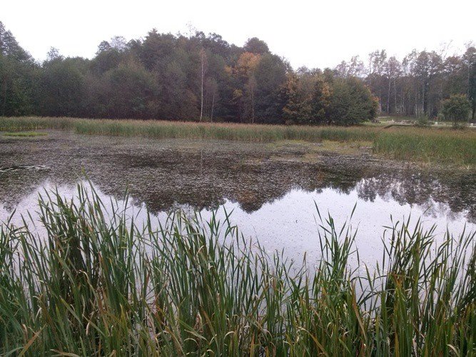 staw-przy-zielonej-dolinie-do-rewitalizacji-foto-57789