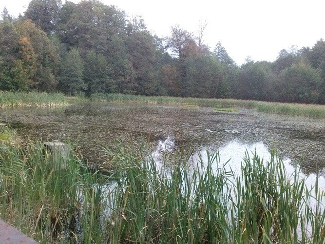 staw-przy-zielonej-dolinie-do-rewitalizacji-foto-57789