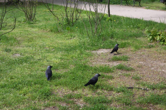 odwodnia-park-zdrojowy-foto-57899
