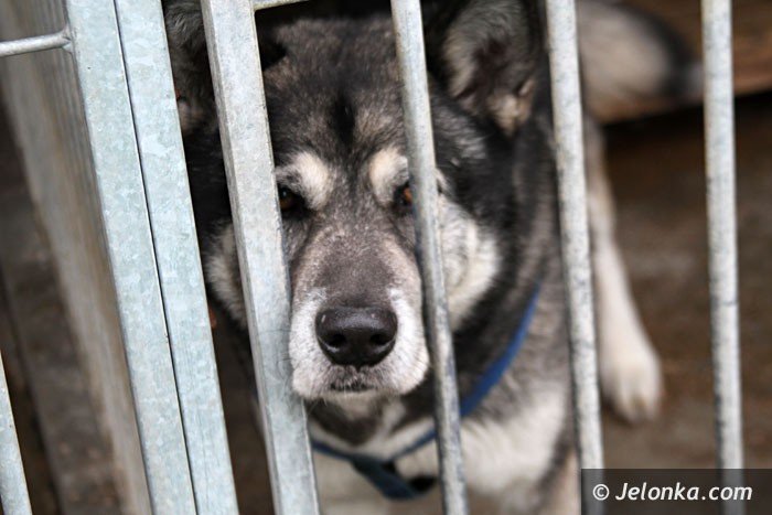 w-schronisku-jest-coraz-mniej-zwierzakow-foto-57984